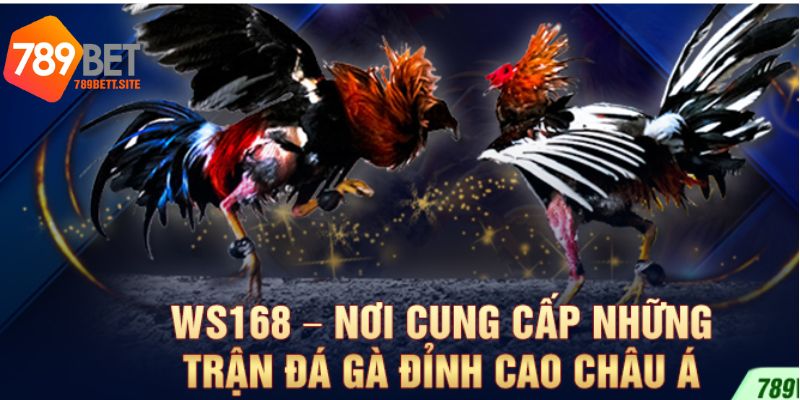 Giới thiệu đôi nét về sảnh game đá gà ws168 tại 789bet