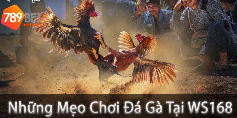 Chia sẻ những mẹo chơi đá gà ws168 tại 789bet bất bại